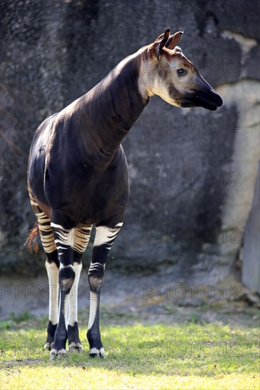 Okapi (Okapia johnstoni)