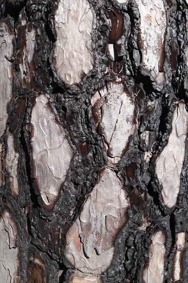 Bark with fire damage