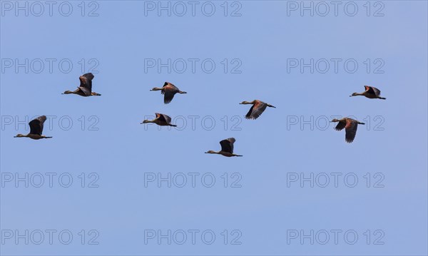 Lesser Whistling Ducks (Dendrocygna javanica)