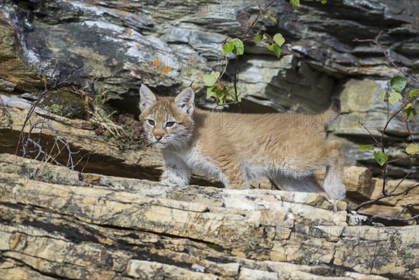 Young wild Eurasian Lynx (Lynx lynx)