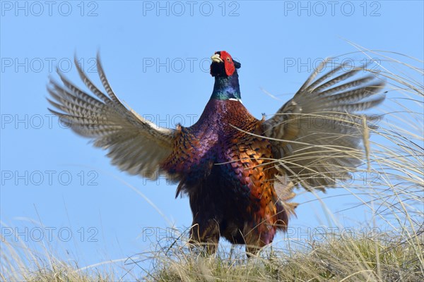 Common Pheasant (Phasianus colchicus)