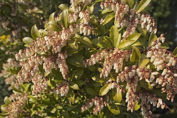 Blooming Japanese Andromeda (Pieris japonica)