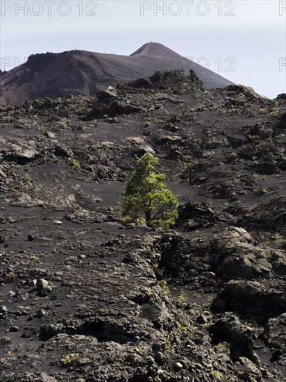 A sole Canary Island Pine (Pinus canariensis) growing in the volcanic landscape