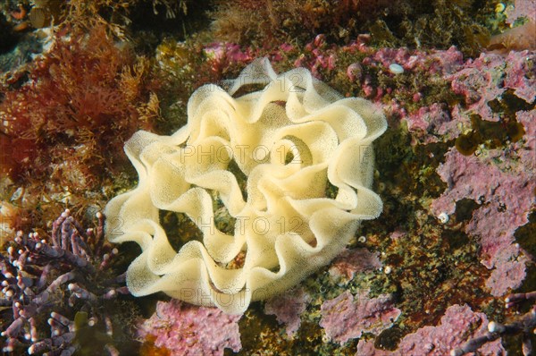 Nudibranch (Nudibranchia sp.) laying eggs