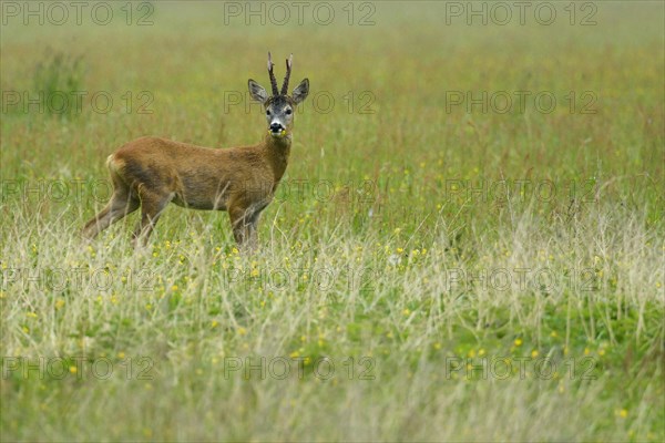 Roe Deer (Capreolus capreolus)