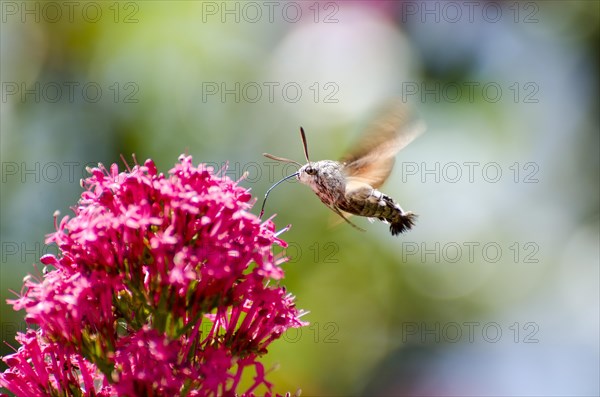 Hummingbird Hawk-Moth (Macroglossum stellatarum)