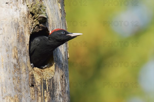 Black Woodpecker (Dryocopus martius)