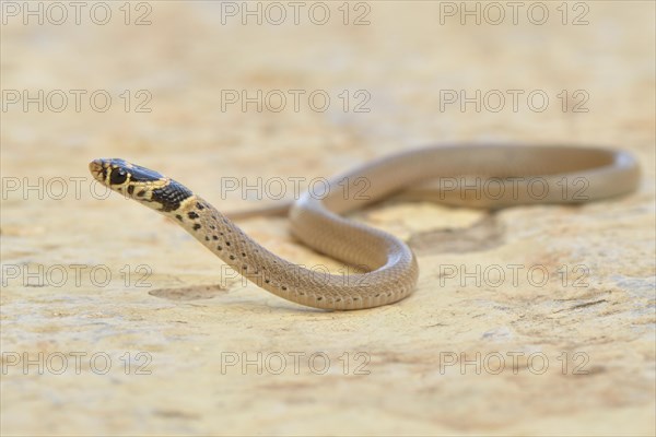 Ring-headed Dwarf Snake (Eirenis modestus)