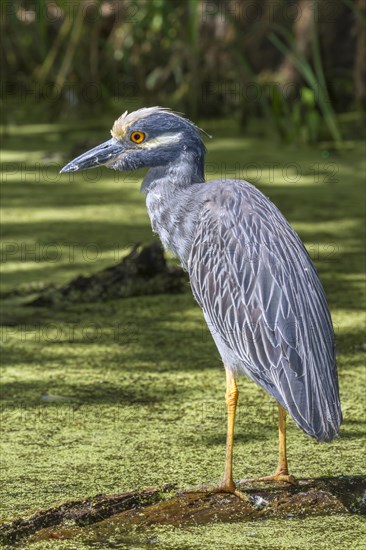 Yellow-crowned Night Heron (Nyctanassa violacea) in a swamp