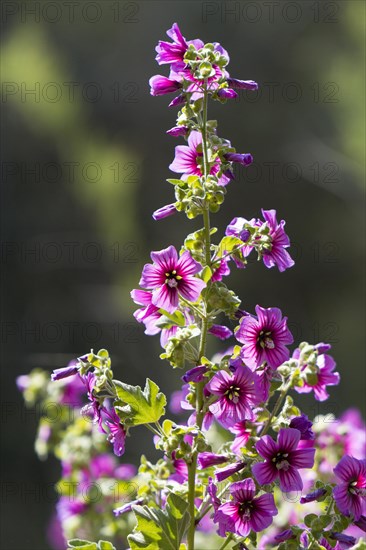 Common Mallow (Malva sylvestris)