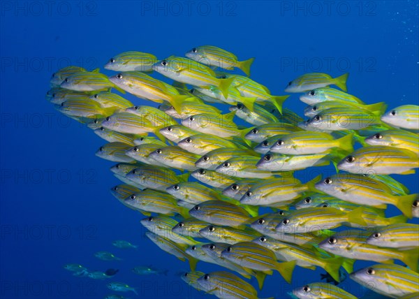 School of Bluestripe Snappers (Lutjanus kasmira)