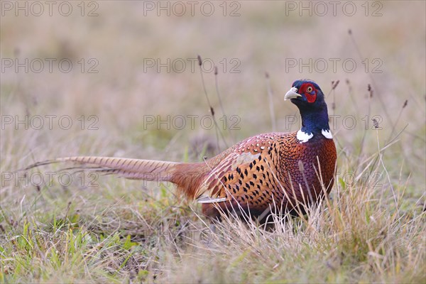 Pheasant (Phasianus colchicus) on a meadow in autumn