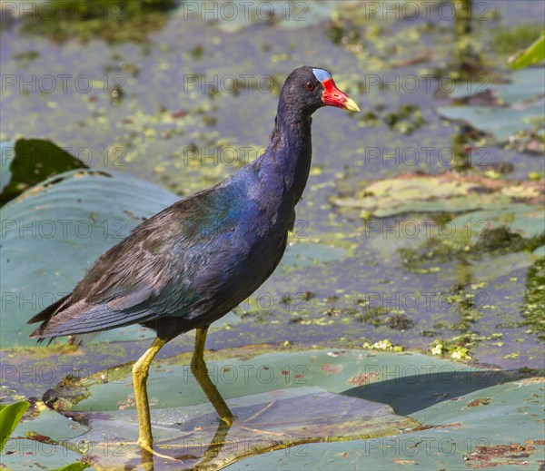 Purple Gallinule (Porphyrula martinica) walking on the floating lotus leaves in a lake