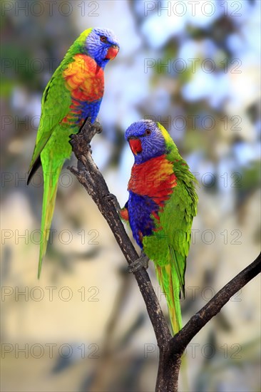 Rainbow Lorikeets (Trichoglossus haematodus)