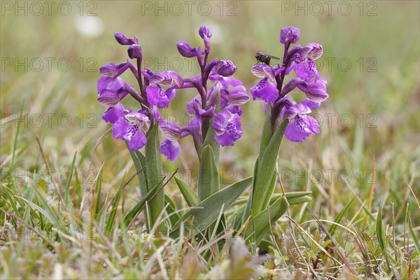 Green-winged Orchid or Green-veined Orchid (Orchis morio)