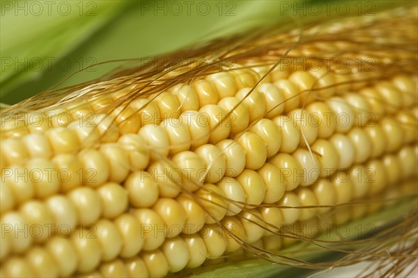 Corn grains on fresh piston (Zea mays)