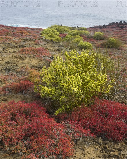 Endemic plants