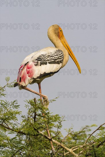 Painted Stork (Mycteria leucocephala)