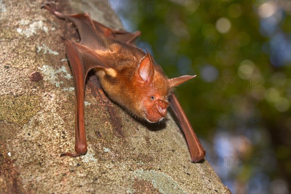 Bat