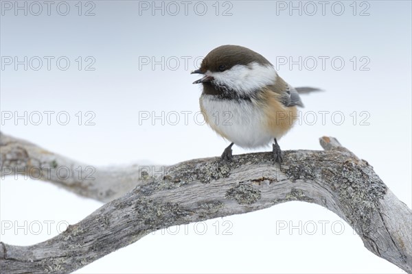 Siberian Tit or Alaska Chickadee (Poecile cinctus) perched on a pine branch in the snow