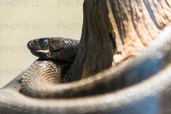 Black Mamba (Dendroaspis polylepis)