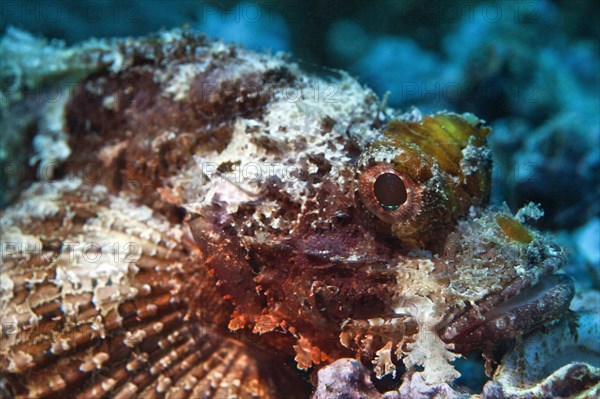 Bearded Scorpionfish (Scorpaenopsis barbata)