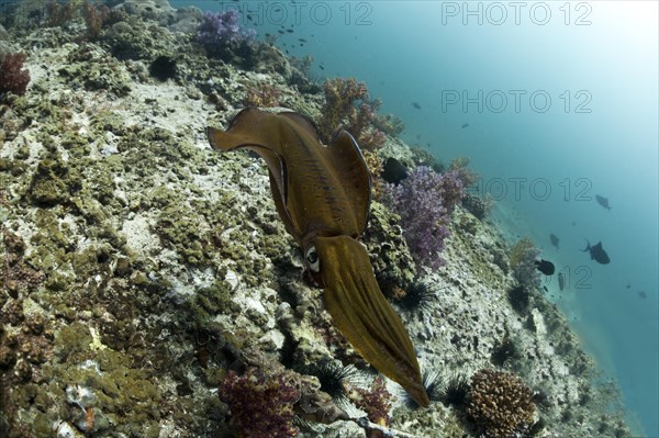 Bigfin Reef Squid (Sepioteuthis lessoniana)