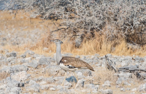 Kori Bustard (Ardeotis kori)