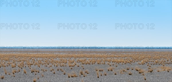Dry tufts of grass at the edge of the Etosha Pan
