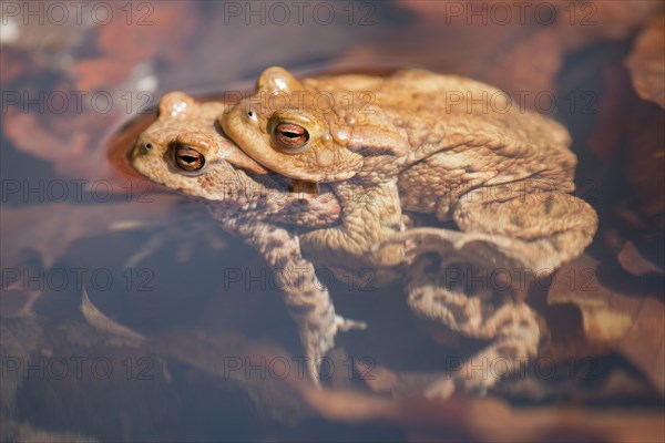 Common Toads (Bufo bufo)