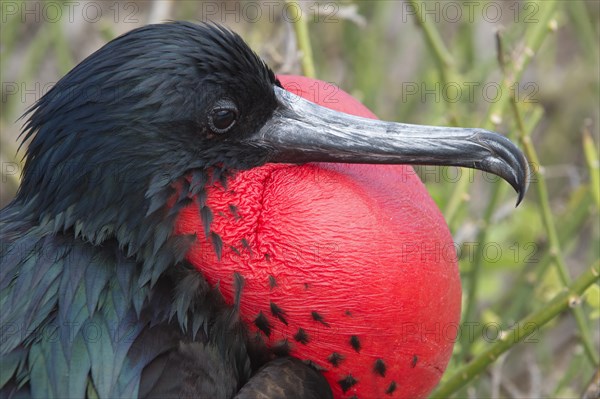 Great Frigatebird (Fregata minor)