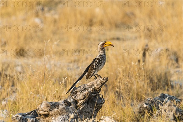 Southern Yellow-billed Hornbill (Tockus leucomelas) sitting on an old tree stump