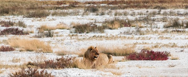 Lion (Panthera leo)