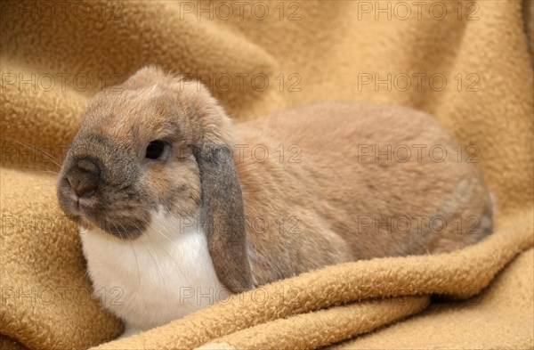 Lop-eared Rabbit