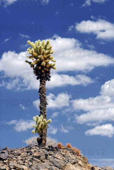 Cholla Cactus with clouds in the sky