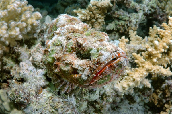 False stonefish (Scorpaenopsis diabolus)