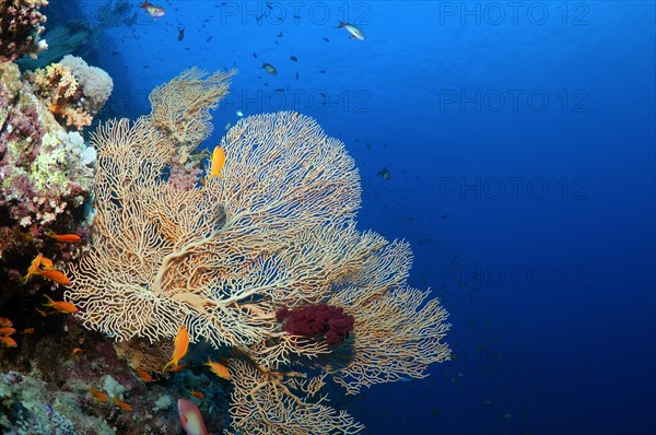 Coral reef in Ras Muhammad National Park