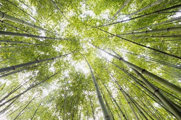 Bamboo (Bambus fargesia) grove