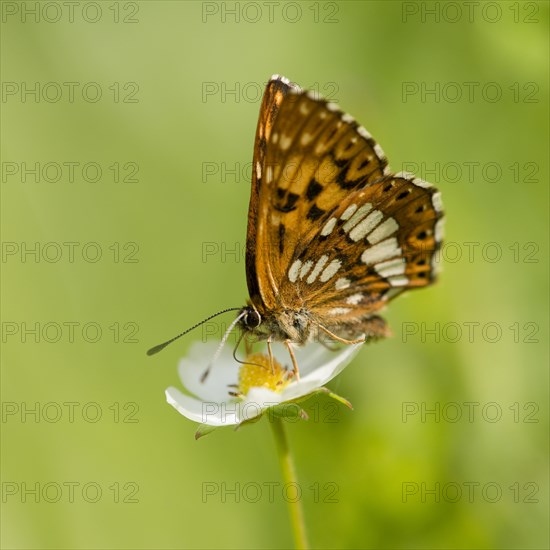 Duke of Burgundy Fritillary (Hamearis lucina)