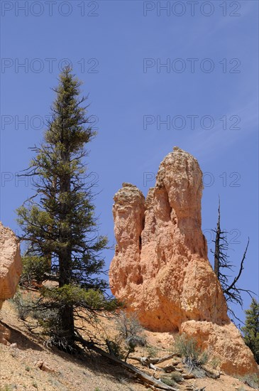 Pine and rock tower of eroded sandstone