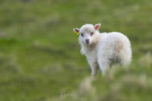 Lamb