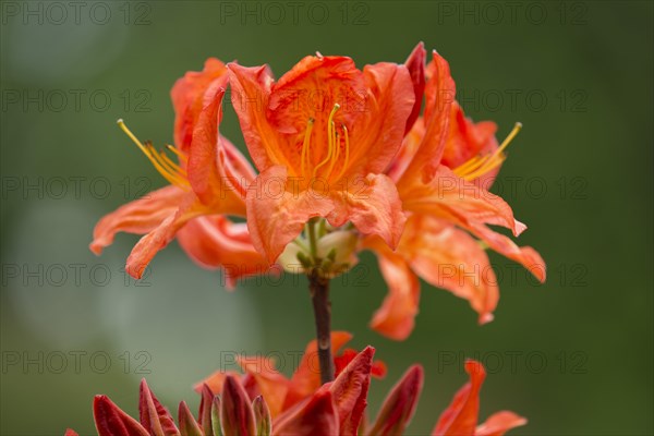 Azalea (Rhododendron)