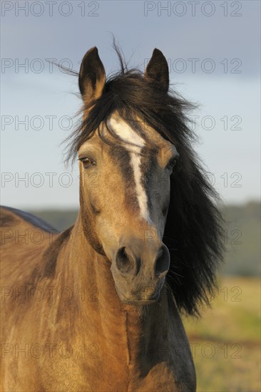 Connemara Pony