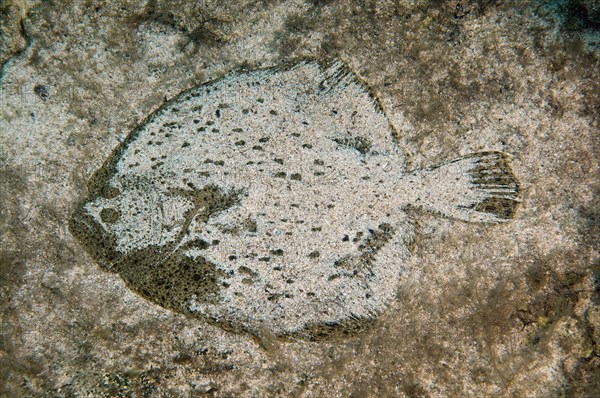 Black Sea Turbot