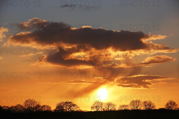 Silhouettes of trees against a cloudy sky at sunset