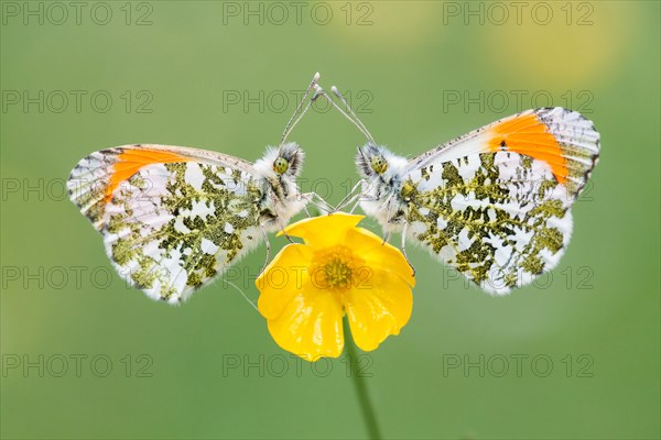 Two Orange Tip butterflies (Anthocharis cardamines)