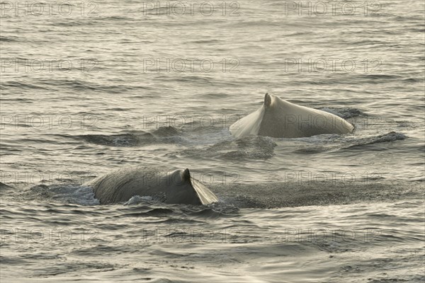 Humpback Whales (Megaptera novaeangliae) at the sea surface