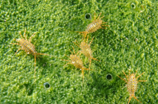 Gammarid (Brandtia parasitica)