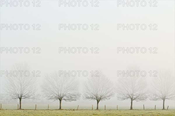 Bare row of trees in fog