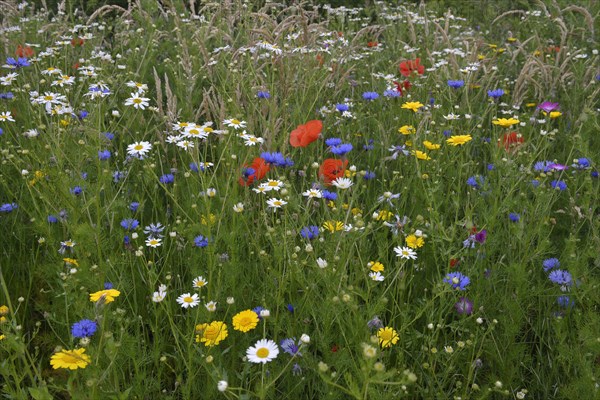 Flower meadow with Cornflowers (Centaurea cyanus)